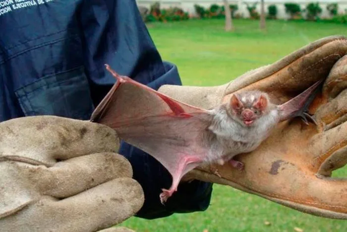 Saúde alerta população sobre prevenção aos morcegos e a raiva