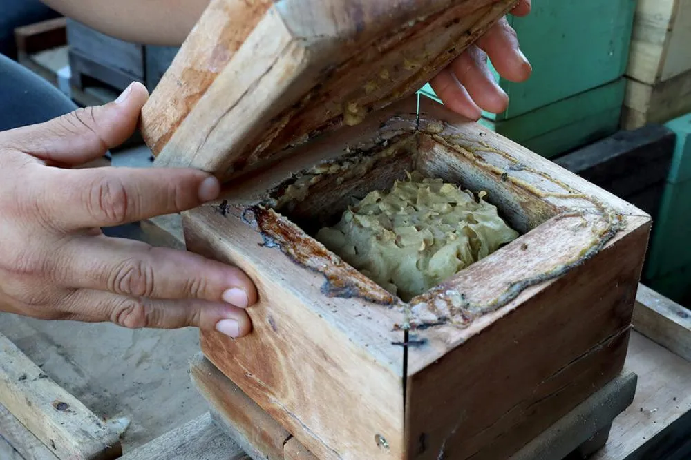 Meliponicultura e biodiversidade avançam no Paraná com apoio da Itaipu Binacional