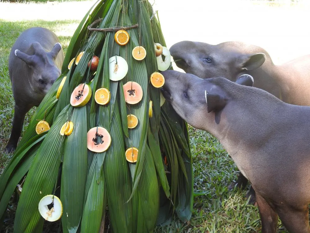 Filhote de anta que nasceu no Natal ganha festa temática no Refúgio de Itaipu