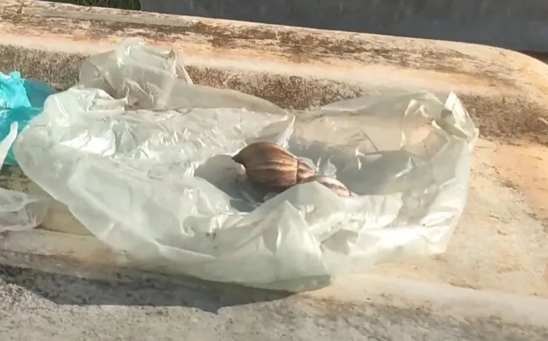 Infestação de caramujos preocupa moradores em Siqueira Campos