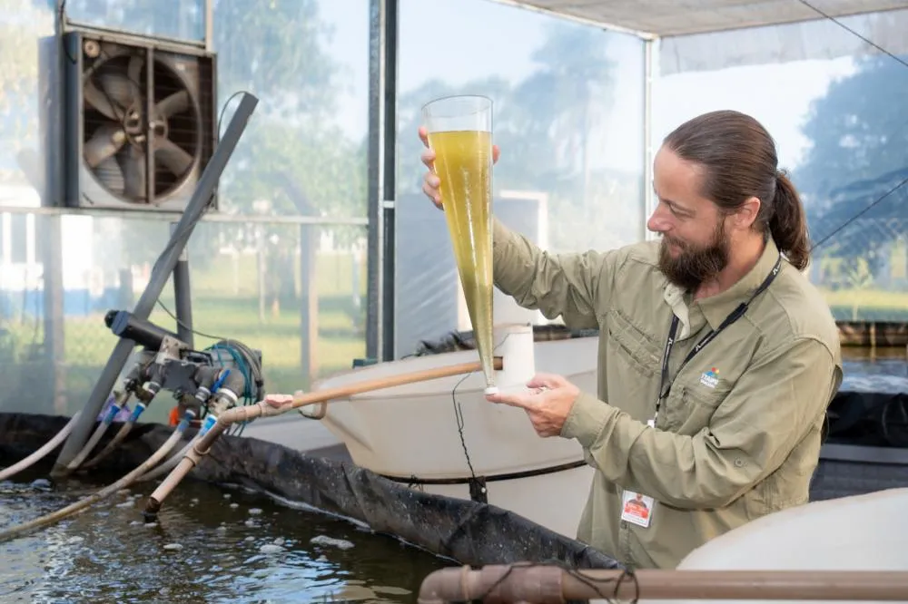 Itaipu faz pesquisa inédita para produção de dourados em tanque-rede