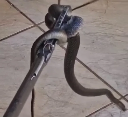 Família encontra cobra em vaso sanitário de residência do Norte Pioneiro