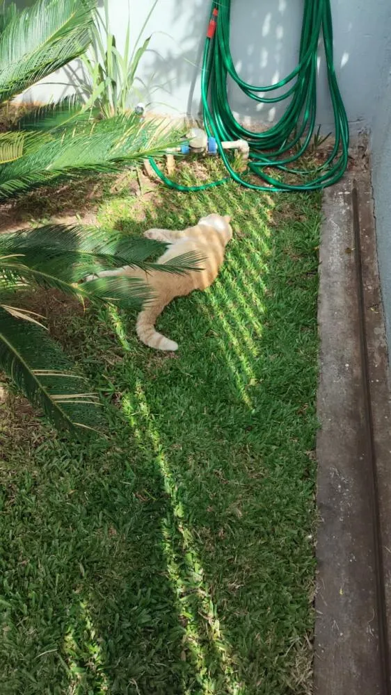 Polícia investiga casos de envenenamento de cães e gatos em Siqueira Campos