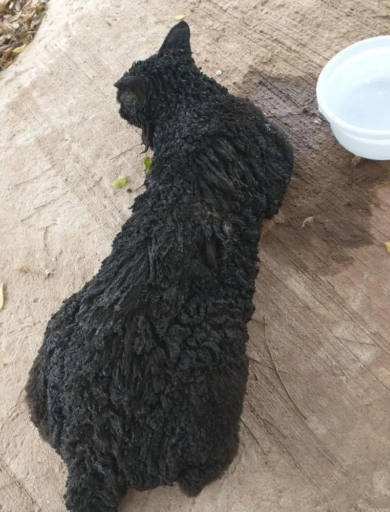 Gato é resgatado após ser queimado vivo no Norte Pioneiro