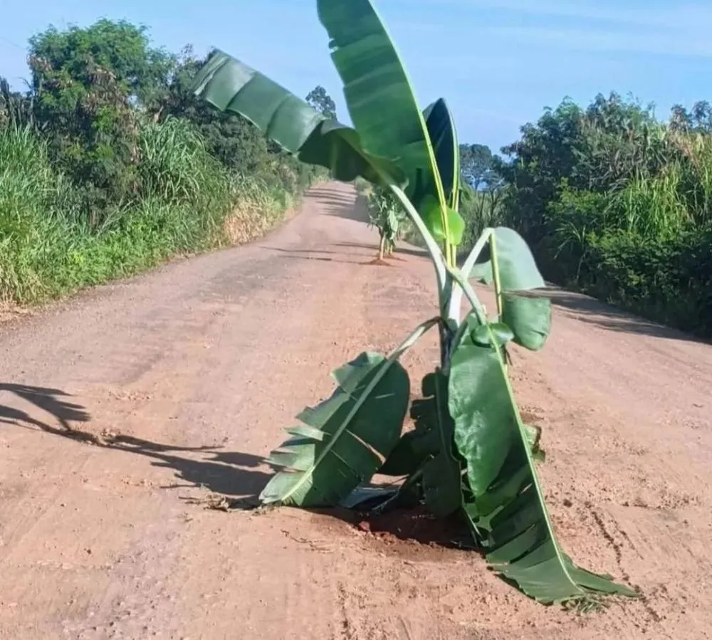 População planta bananeiras em buracos de rodovia da região