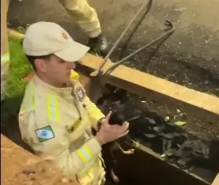 Bombeiros resgatam cãozinho que ficou preso em bueiro em Santo Antônio da Platina