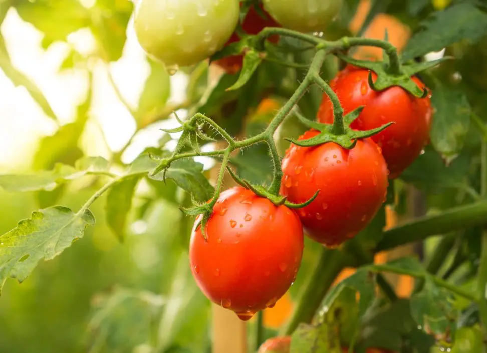 Jaguariaíva abre inscrições para curso gratuito de cultivo de tomate