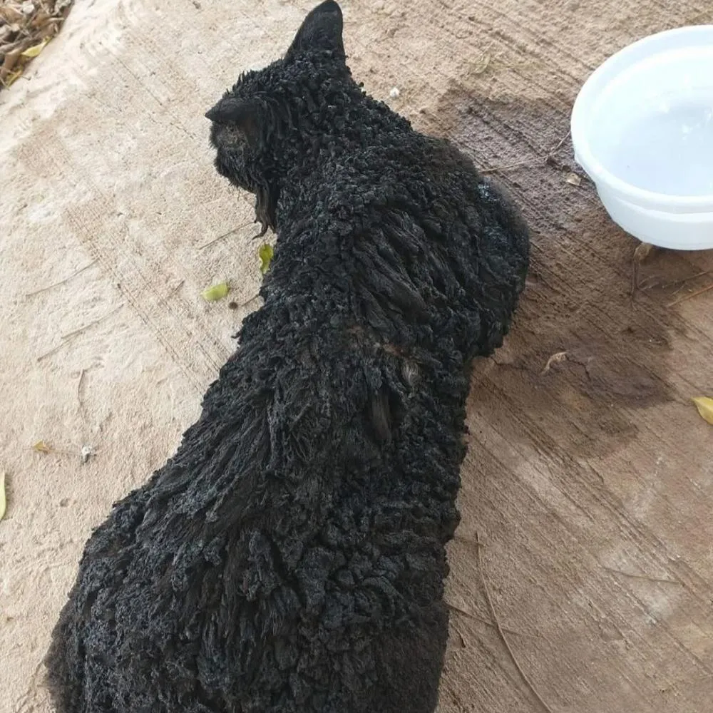 Homem é acusado da morte de gato que foi queimado vivo em Santo Antônio da Platina