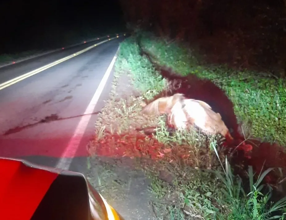 Motociclista atinge cavalo e fica ferido em Tomazina