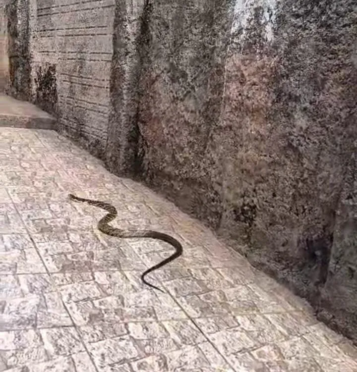 Moradores encontram duas cobras em residências no Centro de Wenceslau Braz