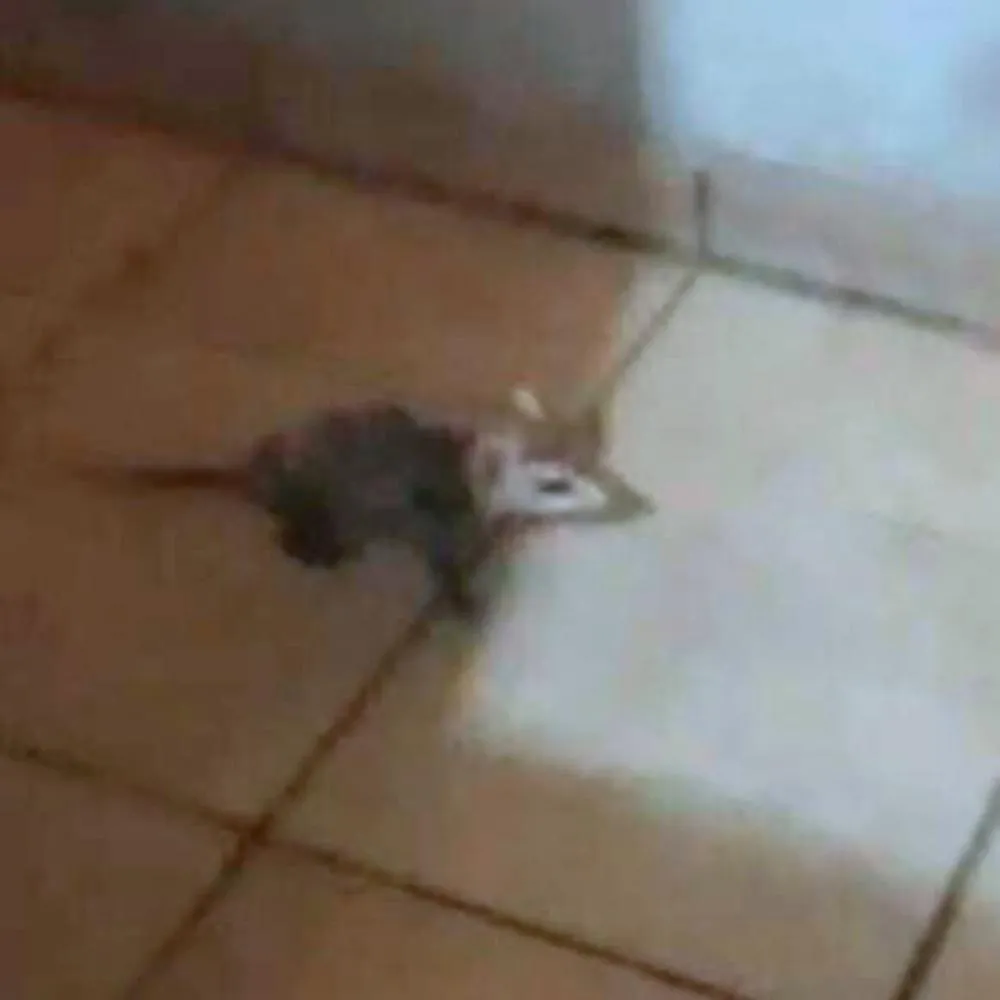 Depois das cobras, moradora encontra gambás em casa no centro de Wenceslau Braz