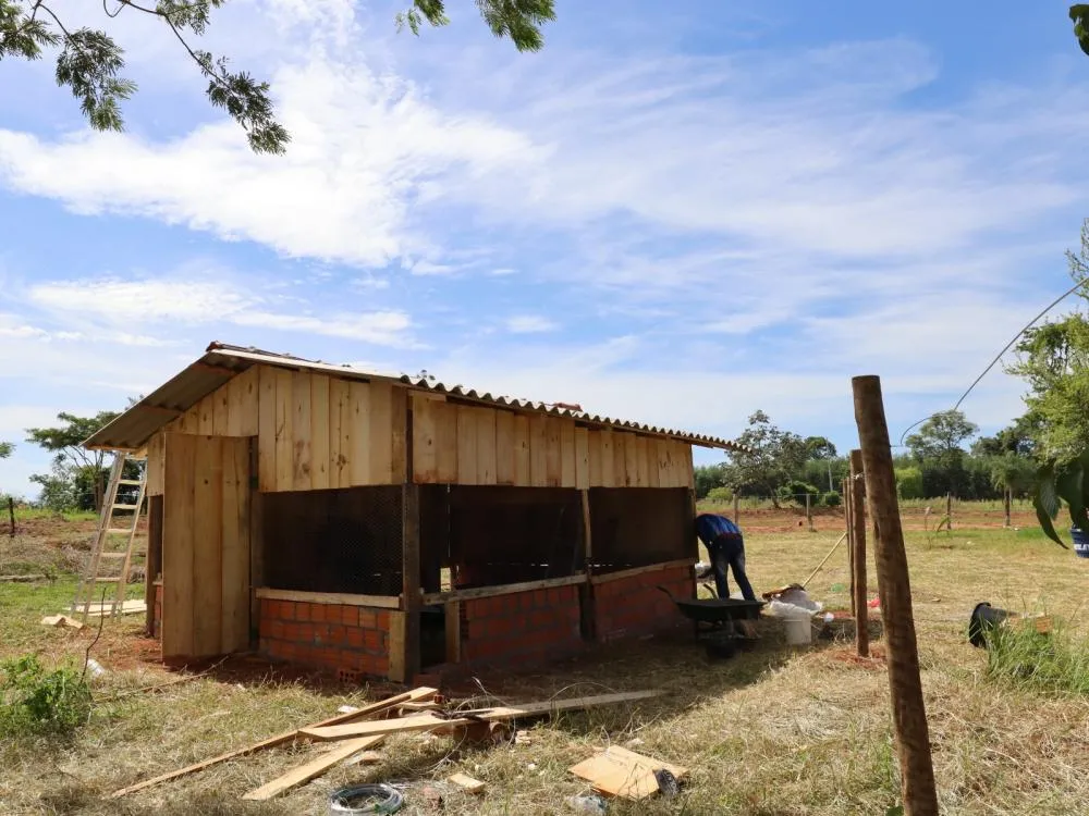 Galinheiros comunitários fortalecem segurança alimentar em comunidades indígenas do Paraná