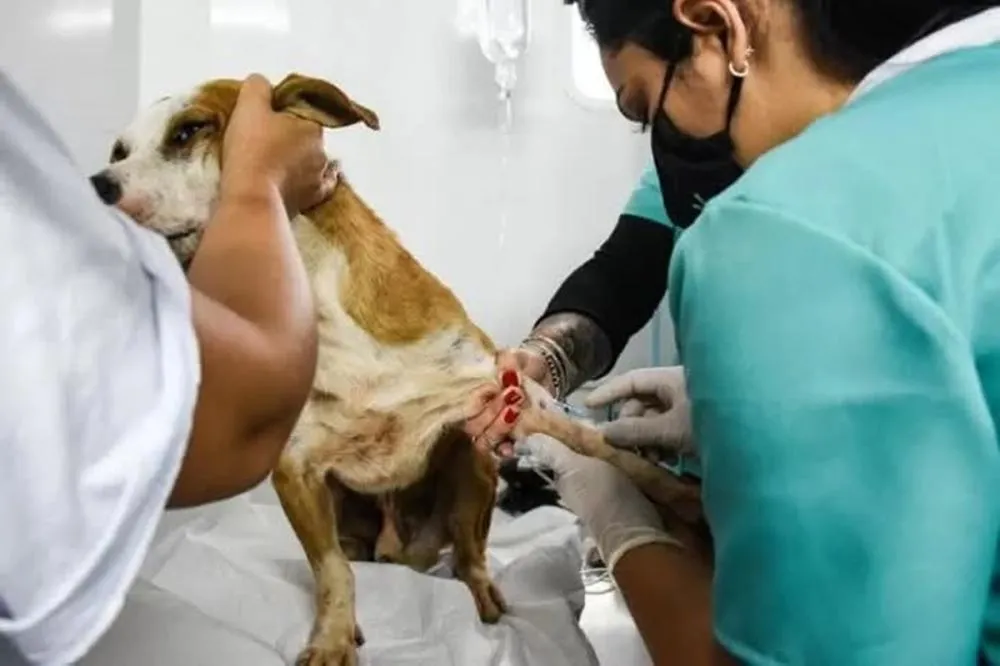 Inscrições para castração de pets gratuita em Sengés começa nesta terça-feira