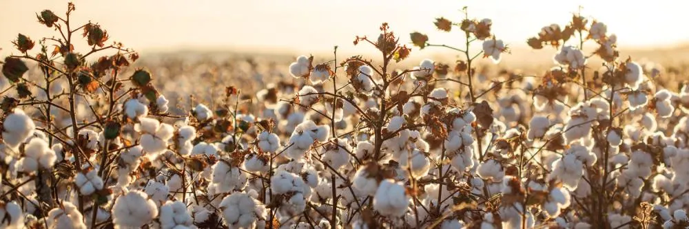 Produtores se unem para retomar plantio de algodão no Paraná e diversificar renda