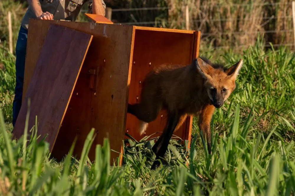Itaipu e parceiros celebram soltura de lobo-guará na natureza