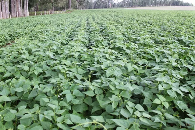 Jaguariaíva atualiza valores da terra nua para cálculo do ITR 2025