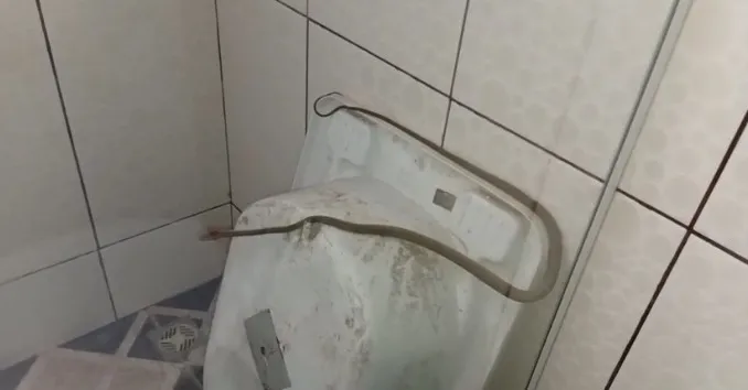 Mulher encontra cobra dentro do box do banheiro em Salto do Itararé