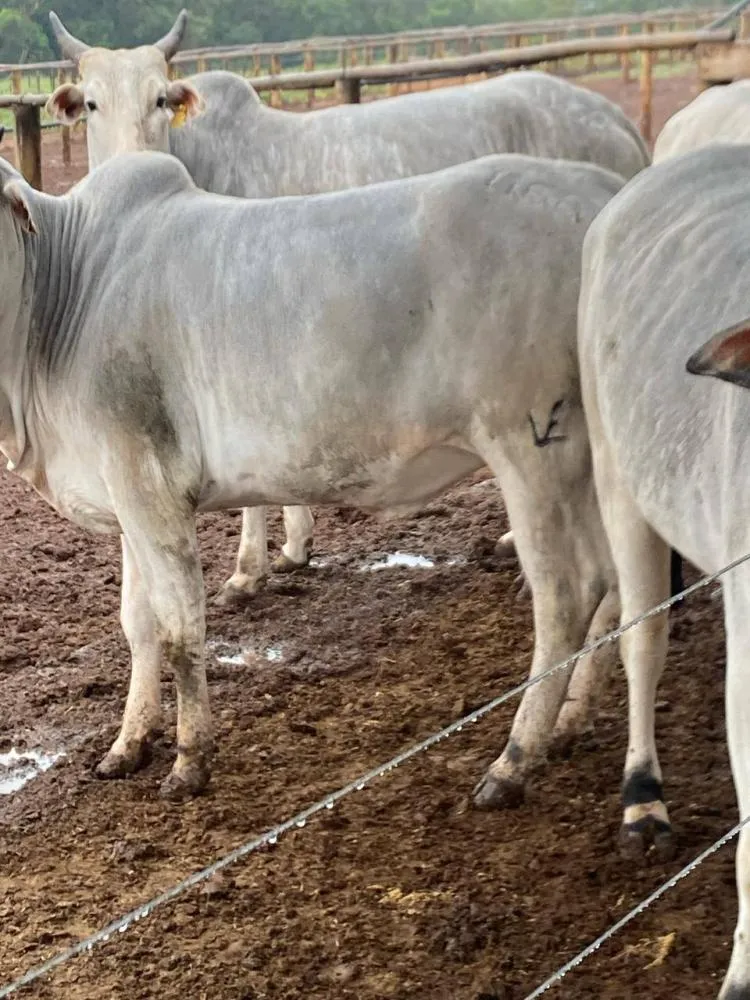 Fazendeiro tem quase 30 cabeças de gado furtadas no Norte Pioneiro