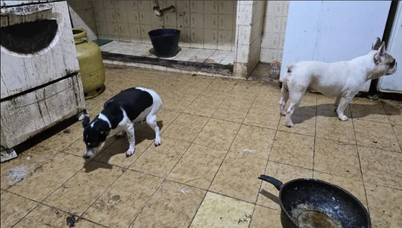 Polícia prende médico que guardava cachorros mortos congelados em freezer