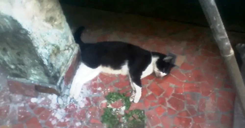 Homem chama a Polícia após seu gato chegar em casa e morrer envenenado
