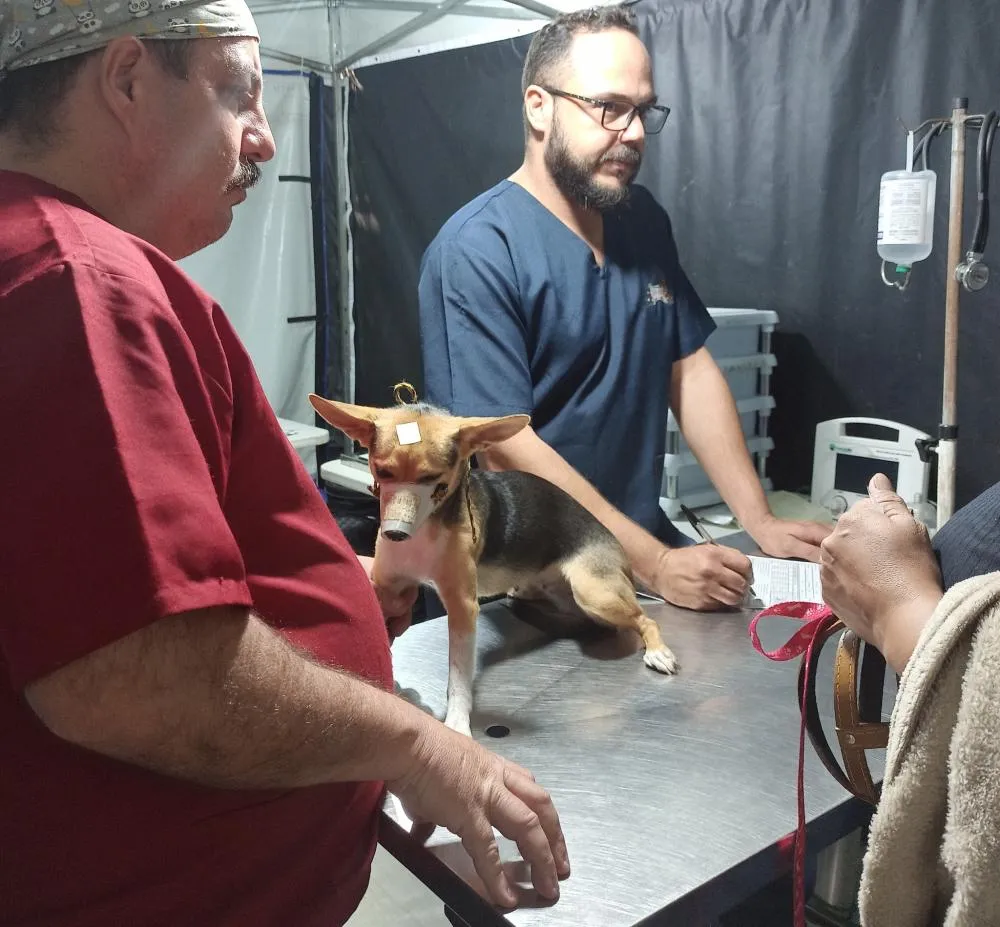 CastraPet atende mais de 140 animais domésticos em Santo Antônio da Platina