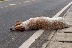 Cachorro morre atropelado após ser abandonado pelo tutor na PR092