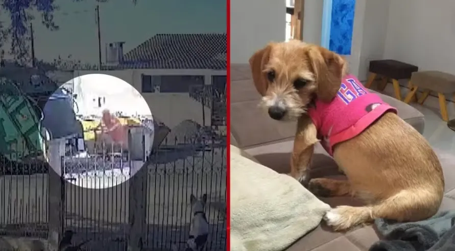 Cadela foge, é atropelada por caminhão de lixo e tem corpo jogado em compactador, nos Campos Gerais