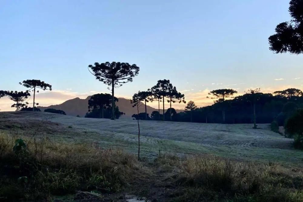 Frio intenso dos próximos dias coloca agricultores e pecuaristas em alerta; veja os cuidados