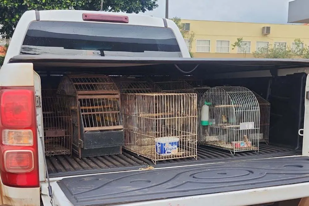 Operação resgata mais de 50 aves em situação de maus-tratos no Norte Pioneiro