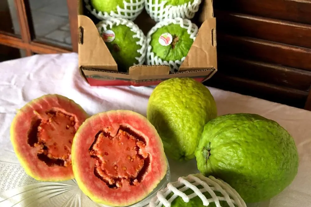 Segunda maior produtora do Paraná, Carlópolis será sede de evento sobre fruticultura