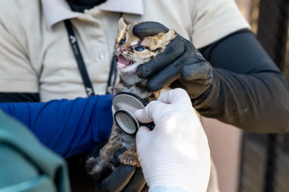 Itaipu implanta microchips em filhote de gato-maracajá e harpias no Refúgio Biológico