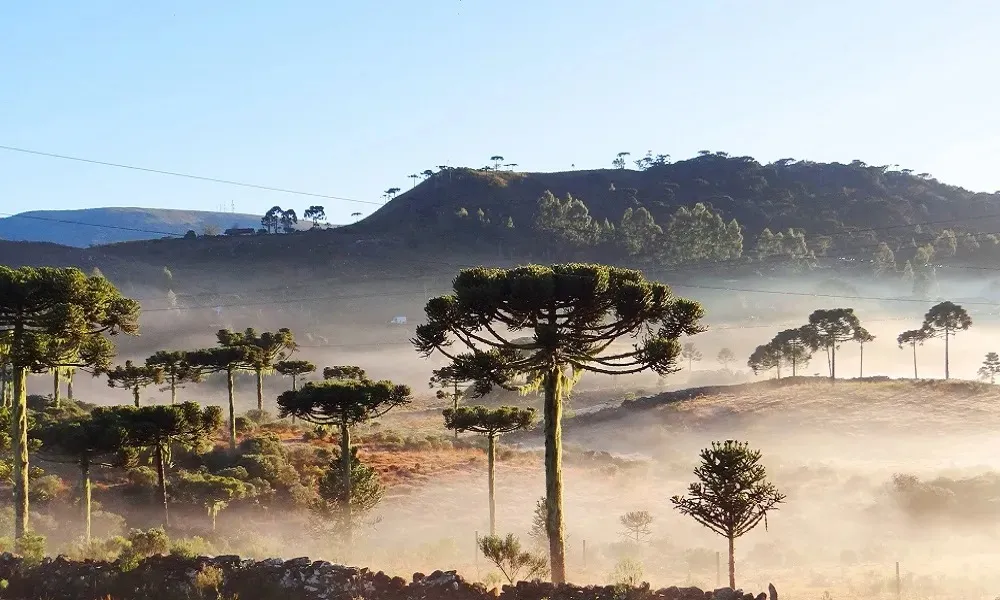 Norte Pioneiro registrou temperatura abaixo de 0° nesta quarta-feira