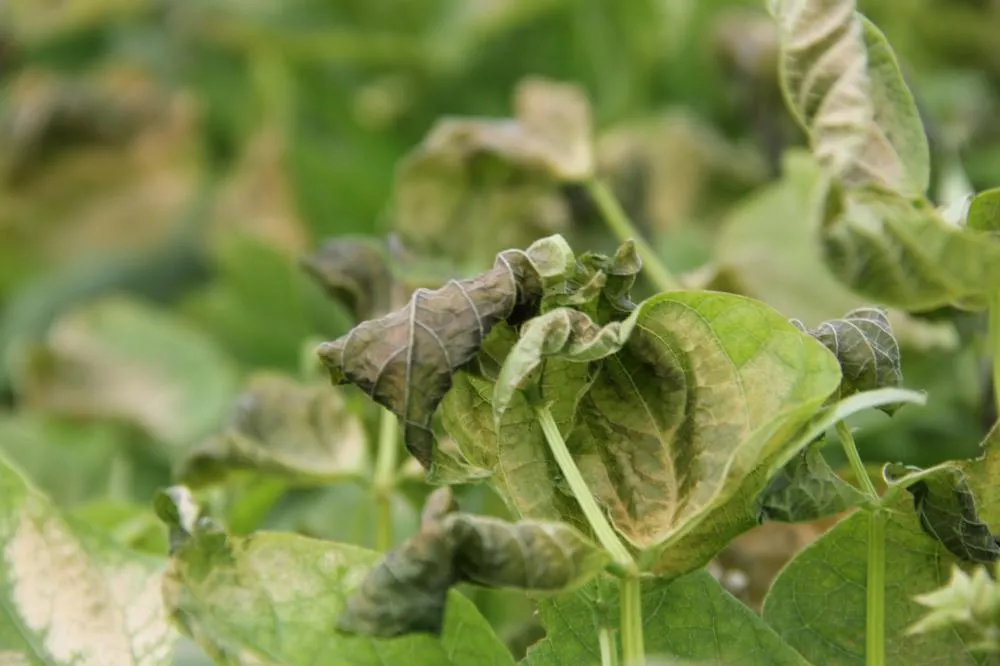 Frio e geadas criam cenários de beleza e prejuízos na região