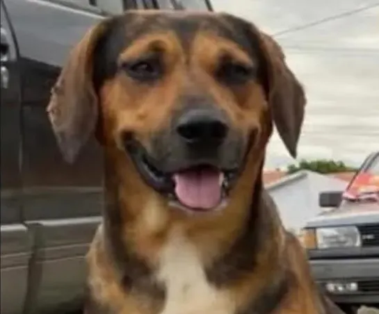 Homem é preso após matar cachorro com facada no Norte Pioneiro