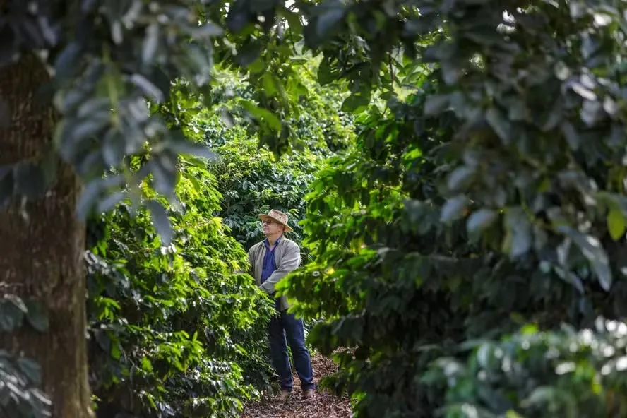 Prejuízos da geada começam a aparecer nas plantações de café do Norte Pioneiro