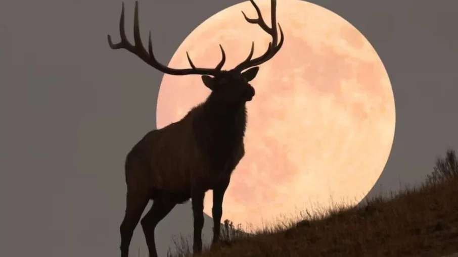 “Lua do Veado”: entenda a história por trás da lua cheia que aparece uma vez por ano