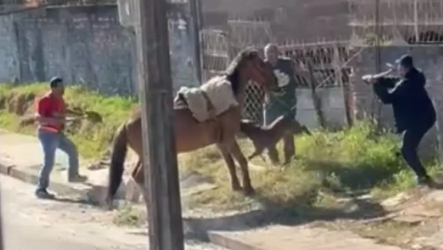 Cavalo amarrado é atacado por pitbull no Paraná; vídeo registra momento de desespero do animal