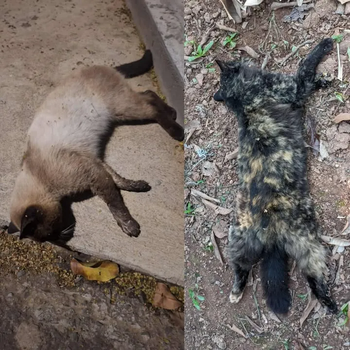 Moradora denuncia envenenamento de gatos em Siqueira Campos