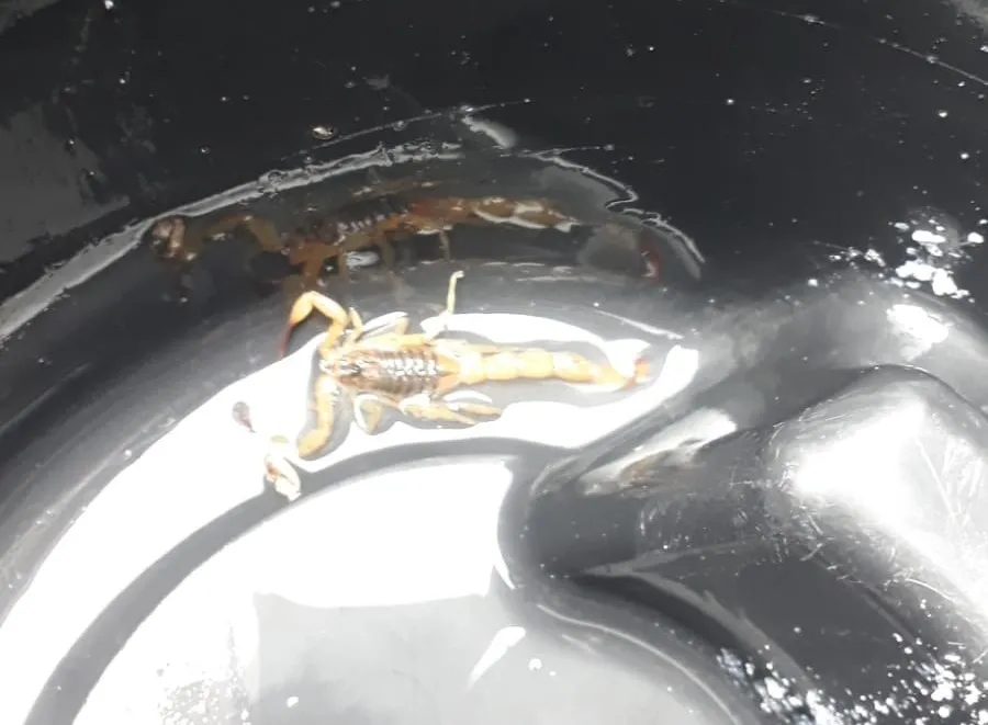 Mãe encontra escorpião-amarelo no quarto da filha em Calógeras