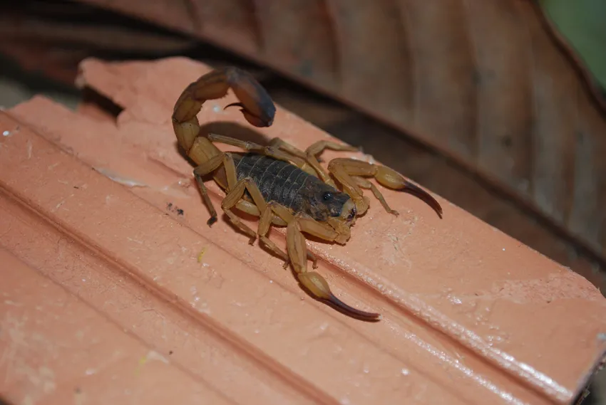 Tragédia no Norte Pioneiro expõe acesso precário ao soro contra veneno de escorpião e gera alerta no Paraná