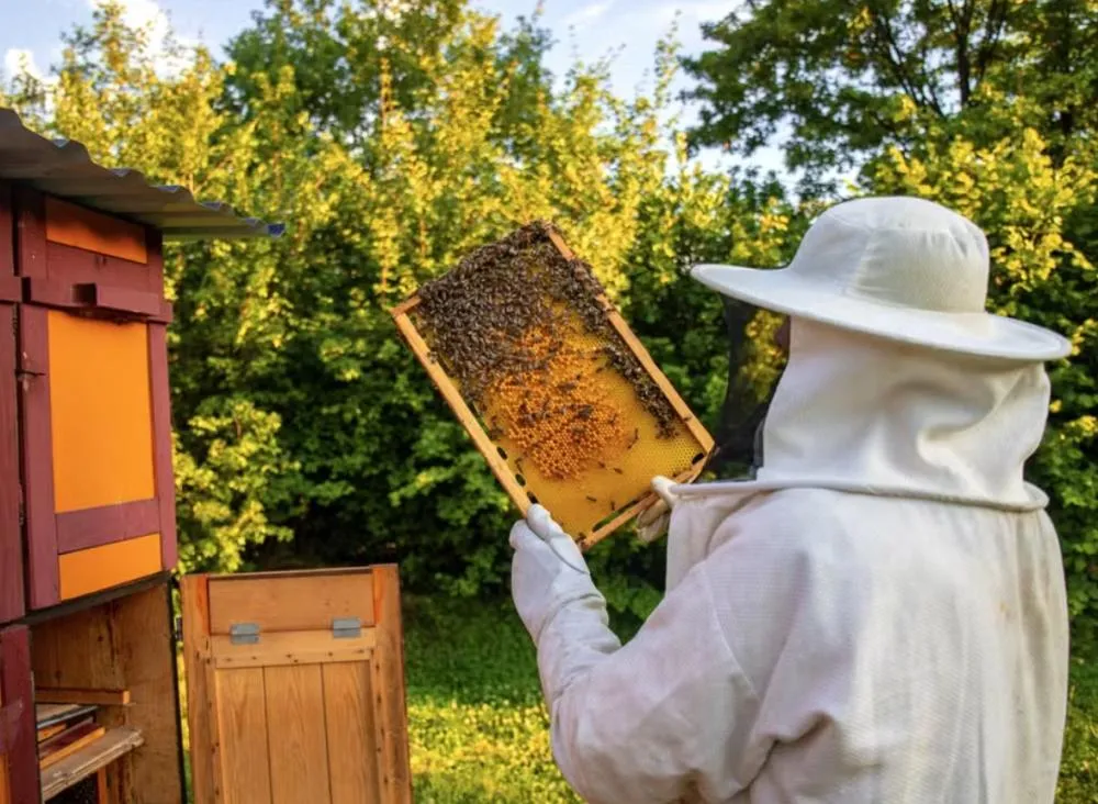 Campos Gerais sentem primeiros efeitos com corte de 700 empregos em Jaguariaíva e ameaça à produção de mel em Arapoti