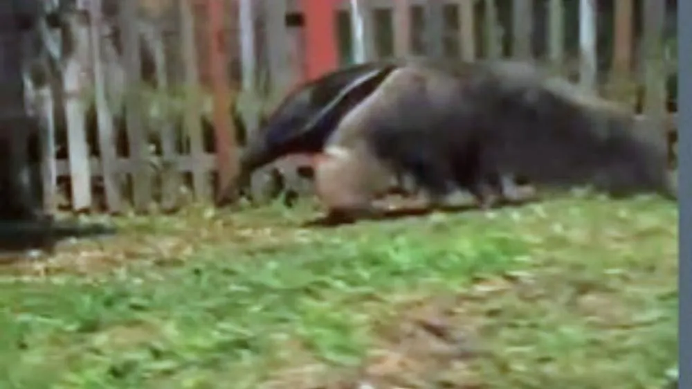 Vídeo flagra tamanduá em “passeio noturno” por bairro de Arapoti e viraliza nas redes sociais