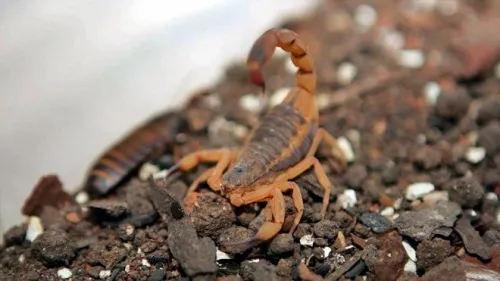 Agosto e setembro são meses de alerta para maior incidência de acidentes com escorpião