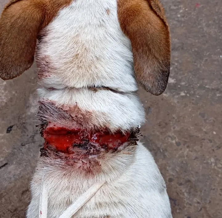 Mulher é presa após cachorro ser encontrado amarrado e com o pescoço em carne viva