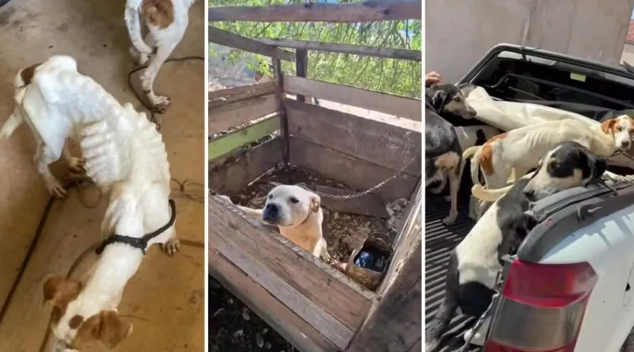 Polícia resgata 11 cachorros em situação de maus-tratos e com doenças graves em Piraí do Sul