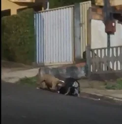 Novos ataques de PitBulls espalham medo e revivem trauma em Wenceslau Braz; veja o vídeo