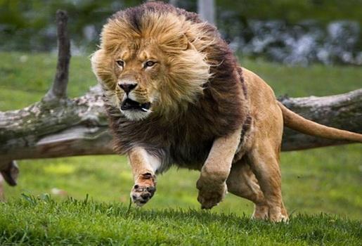 Caçadores são devorados por leões em reserva na África do Sul