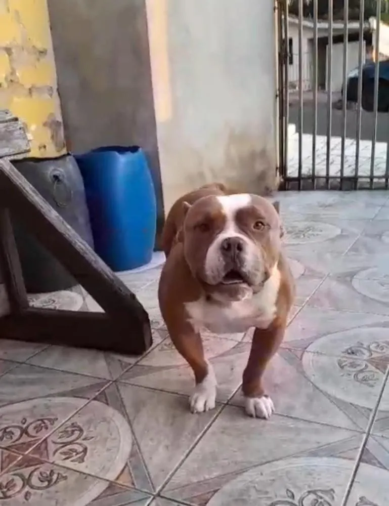 Dono de PitBull que atacou cachorros em Wenceslau Braz conta outra versão da história em entrevista com a Folha
