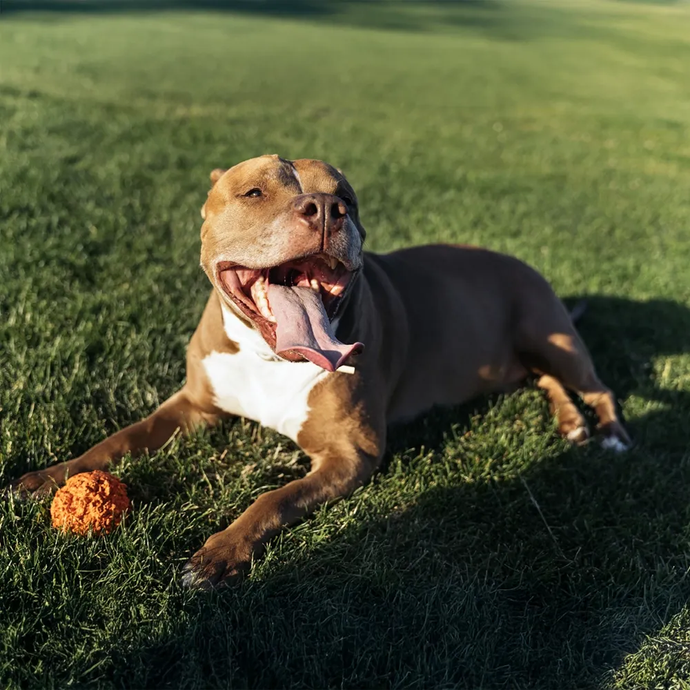 Especialista explica porque PitBull pode ser dócil para os tutores, mas um perigo para sociedade