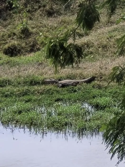 Jacaré vira atração em Jacarezinho, conquista fama de “morador ilustre” e ganha até nome